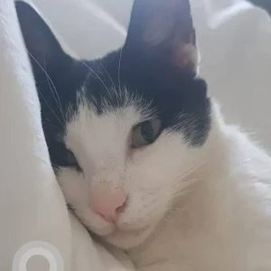A Black and White Domestic Shorthair Cat Missing from Jebel Ali-2