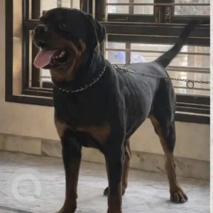 A Black and Brown Rottweiler Dog Missing from Shivalayam Doveton Bazar, Bollaru
