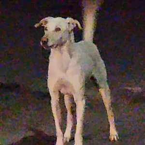 A White Indie Dog Found from M9, DLF Phase 2