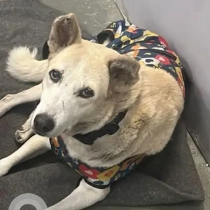 A Light Brown Indie Dog Missing from Shashi Garden, Mayur Vihar