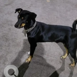 A Black and Brown Indie Dog Missing from Satara road
