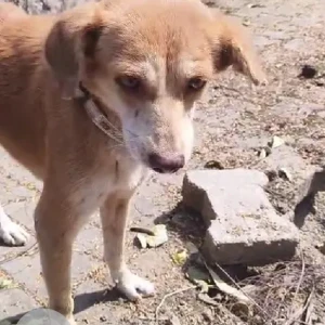 A White-Brown Mix Indie Dog Found from Panchwati, Pashan
