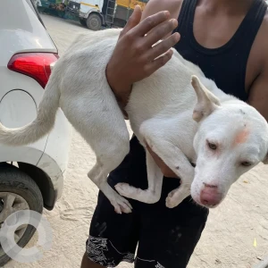 A White Indie Dog Found from Gulmohar Greens society, Mohan nagar