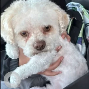 A White Shih Tzu X Dog Missing from Pavilion Ave/Eddy St/Near Jet Set Lounge