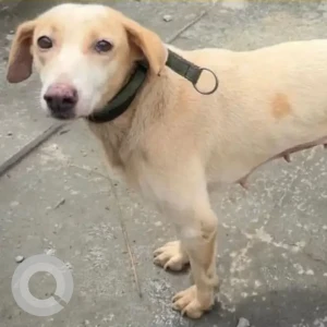 A White-Brown Mix Indie Dog Missing from Greater Hyderabad Municipal Corporation East Zone, Hyderabad