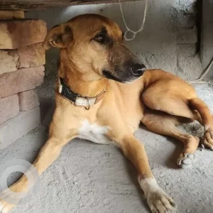 A White-Brown Mix Indie Dog Missing from Samsara, Block A, Sector 65 Gurgaon