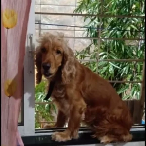 A Brown Cocker Spaniel Dog Missing from Malad West, Mumbai