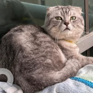 A Grey Scottish fold Cat Missing from JVC District 12-2