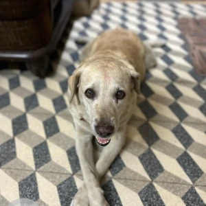 A Golden Labrador Dog Missing from Gandhidham