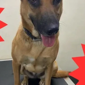 A White-Brown Mix Indie Dog Missing from NDA-2