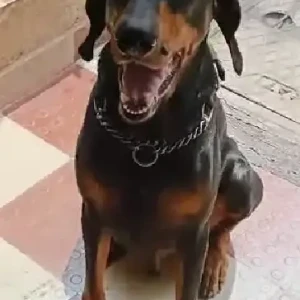 A Black and Brown Doberman Dog Missing from Kasarsai village, dam road-3