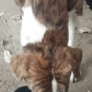 A White-Brown Mix Indie Dog Found from M- 11 Lane DLF phase 2-2