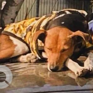 A White-Brown Mix Indie Dog Missing from Surya Nagar, Ghaziabad