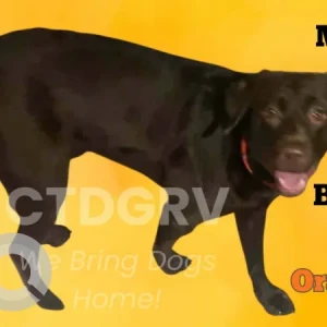 A Black Lab Dog Missing from Sleeping Giant Drive