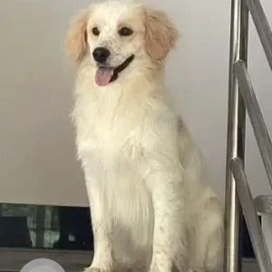 A White Indie Dog Missing from Gokarna, Tamle pul