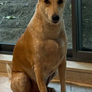 A White-Brown Mix Indie Dog Missing from Ambawadi, Ahmedabad-2