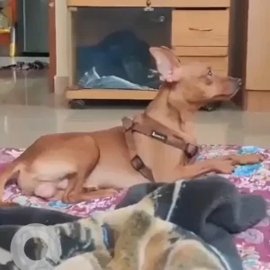 A Brown Miniature pincher Dog Missing from Gantiganahalli, Bengaluru-2