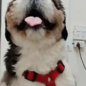 A Black and White Shih Tzu Dog Found from Jain college, Kanakpura-3