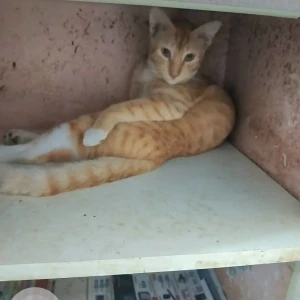 A White-Brown Mix Ginger cat Cat Missing from Chennai-2