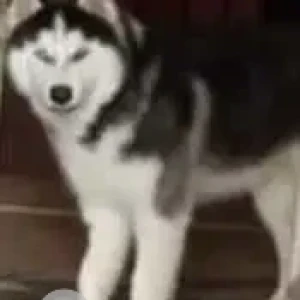 A Black and White Husky Dog Missing from Gautam Nagar, Delhi AIIMS