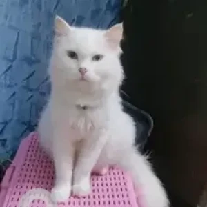 A White Persian Cat Missing from Armstrong Road