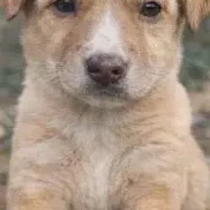 Male Indie Dog Adoption for Adoption in Pune