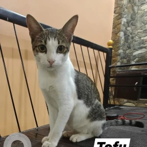 A White and Grey Indie Cat Adoption from Mumbai