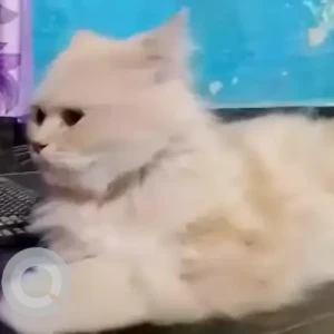 A White-Brown Mix Persian Cat Missing from Begur Bommanahalli-2