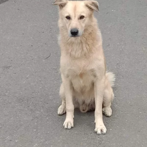 A White Kashmir Mastiff Dog Missing from Pallavaram, Chennai-2