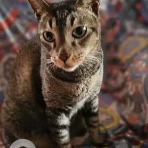 A Black and Brown Indie Cat Missing from 201 Bu Block, Pitampura