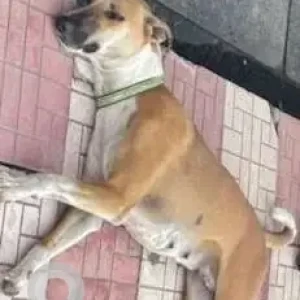 A White-Brown Mix Indie Dog Missing from Bhondsi-2