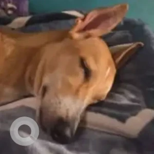 A White-Brown Mix Indie Dog Missing from Panjim 18th June road-3