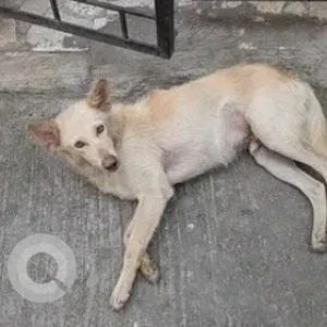 A White-Brown Mix Indie Dog Found from J K Padmalaya, Michael Palya