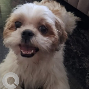 A White-Brown Mix Shihtzu Dog Missing from Jnana Ganga Nagar, Bengaluru