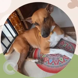 A Brown Indie Dog Missing from Nesapakkam, K K Nagar