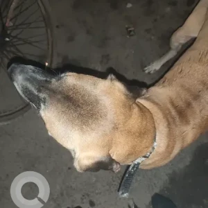 A White-Brown Mix Indie Dog Found from Tughalkabad Extension-2