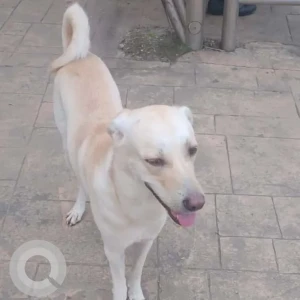 A White-Brown Mix Indie Dog Missing from Mumbai
