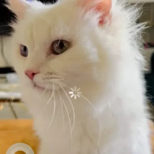 A White Turkish Angora Cat Missing from Akoya, cluster 16 Odora-2