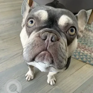 A Grey French Bulldog Dog Missing from Hemlock Terrace / Karla Lane