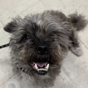 A Grey-White Mix Shih Tzu Dog Found from area of Lawrence St & Burton St, Lowell