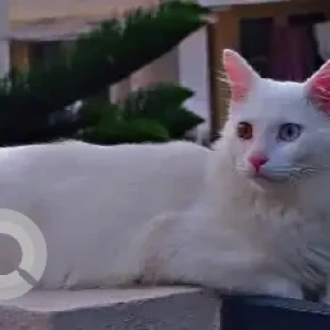 A White Turkish Angora Cat Missing from Kankanagar 17th cross-2