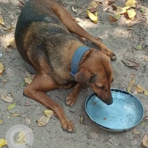 A Black and Brown Indie Dog Missing from Patrocin chapel