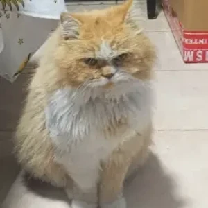 A White-Brown Mix Persian Cat Missing from Ewans residence-2