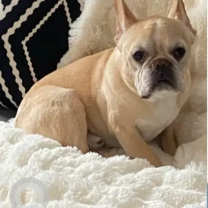 A White-Brown Mix French Bulldog Dog Missing from Briden St / Elizabeth St