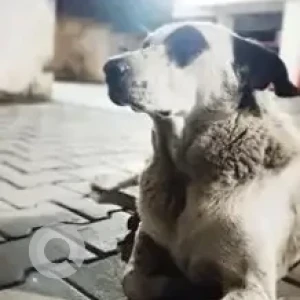 A Black and White Indie Dog Missing from HSR Layout, Sector 2, Somasundrapalya