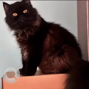 A Black Persian Cat Missing from Bommanahalli, Virat Nagar-3