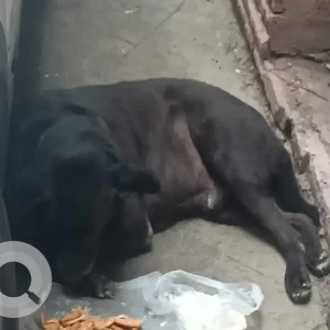 A Black Indie Dog Missing from J5/150, Singh study circle, Rajouri Garden-2