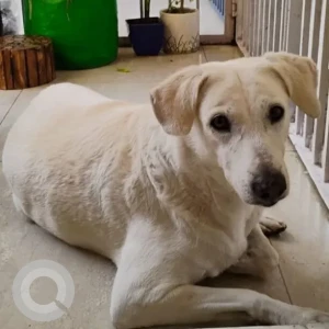 A White Labrador Dog Found from Swami Nagar South