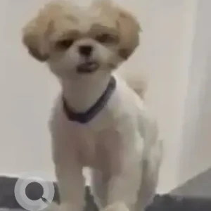 A White Shih Tzu Dog Missing from BDA layout, Jeevan Bhima nagar-2