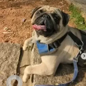 A White Pug Dog Missing from Jnana Ganga Nagar, Bengaluru-2